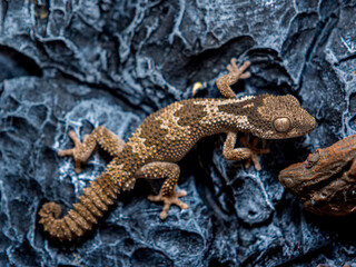 ルゴッサフトユビヤモリ