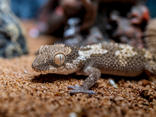 ルゴッサフトユビヤモリ