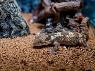 ルゴッサフトユビヤモリ