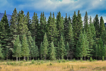 Natural Forest Plantation Trees Wood