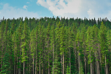Natural Forest Plantation Trees Wood