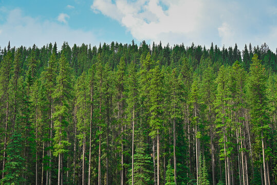 Natural Forest Plantation Trees Wood