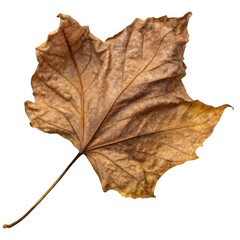 Fototapeta premium Crisp Autumn Leaf A Photorealistic Image of a Dried Maple Leaf in Brown Tones