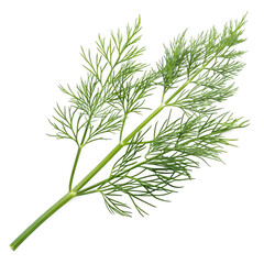 Fototapeta premium Photorealistic Dill Sprig Fine and Feathery Dill Leaves, Fresh Herb, Culinary Herb, Green Plant