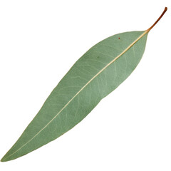 Obraz premium Long Narrow Eucalyptus Leaf High-Resolution Image of a Muted Green Eucalyptus Leaf, Perfect for Botanical Illustrations, Nature Designs, and Herbal Projects