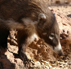 Coatimundi 