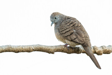 Zebra dove with soft feather patterns perched on a branch against a clean white background, looking down in a calm and peaceful pose.