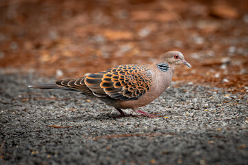 Oriental Turtle Dove walking on rough ground with vibrant brown and black patterned feathers, captured in a side profile in natural light...