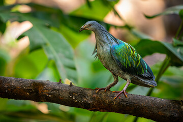 Colorful Nicobar Pigeon  with iridescent green and blue feathers standing alert on a tree branch, surrounded by lush green foliage in natural light...