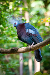 Victoria Crowned Pigeon with striking blue and maroon feathers, crowned with a lacy crest, perched gracefully on a tree branch in a lush green forest...