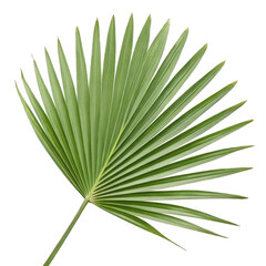 Photorealistic Palm Leaf Light Green Fan-Shaped Frond, Isolated on White Background