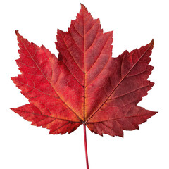 Vibrant Red Maple Leaf A Photorealistic Autumn Image