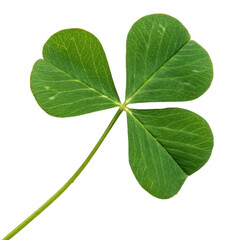 Close-up of a Three-Leaf Clover with Rounded Lobes, Vibrant Green Foliage, Isolated on White Background
