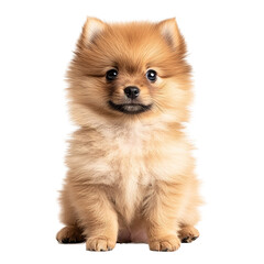 Obraz premium Brown Pomeranian Puppy Sitting Alone on PNG Transparent Background 