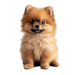 Obraz premium Cute Fluffy Pomeranian Dog with Brown Fur Isolated on PNG Background 