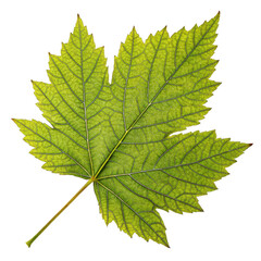 Photorealistic Sycamore Leaf Jagged Outline, Detailed Veins, Vibrant Green