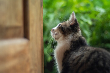 gray and white cat in front of the door