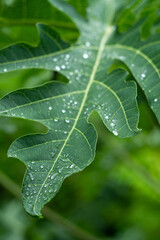 papaya leaves after being exposed to rain
