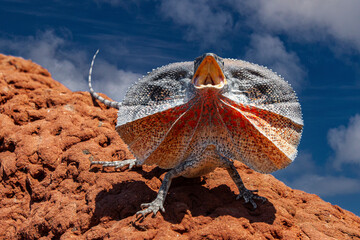 Australian Frilled Lizard from northern Australia