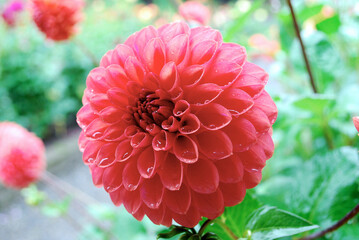 closeup red dahlia after rain