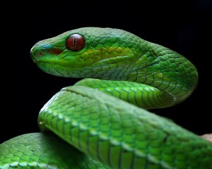 Close-up A vibrant green pit viper, likely a Trimeresurus popeiorum, coils gracefully on a branch. Its red eyes stand out against its emerald scales, Indonesia