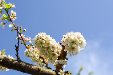 A branch of a blooming pear tree with white delicate flowers against a bright blue sky. The flowers are gathered in dense inflorescences, creating an impression of lush spring.