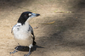 A Grey Butcherbird on the ground