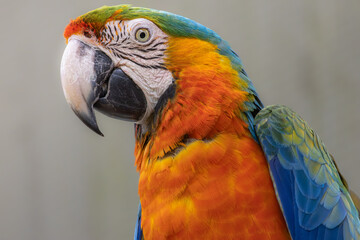 Portrait of a colorful Macaw