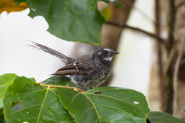 A Grey Fantail perched on a green leafy branch