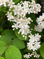 小さな白い丸葉空木の花、丸葉空木のクローズアップ写真、五弁の小さな白い花の咲く木、満開の白い小さな花