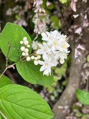 小さな白い丸葉空木の花、丸葉空木のクローズアップ写真、五弁の小さな白い花の咲く木、満開の白い小さな花