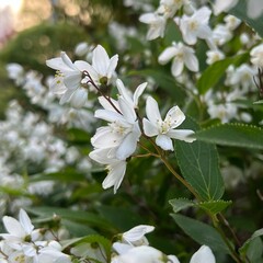 小さな白い丸葉空木の花、丸葉空木のクローズアップ写真、五弁の小さな白い花の咲く木、満開の白い小さな花