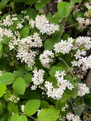 小さな白い丸葉空木の花、丸葉空木のクローズアップ写真、五弁の小さな白い花の咲く木、満開の白い小さな花