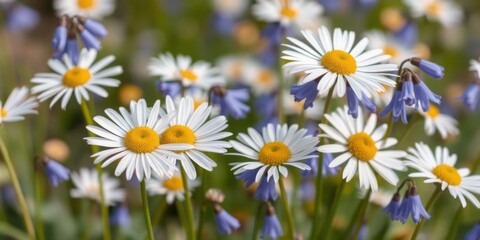 Fototapeta premium Blooming Daisies and Bluebells Spring Meadow Flowers