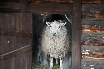 a sheep ram in a pen on an eco-farm. A ram's head behind a wooden fence. selective focus
