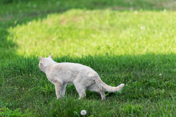 A white stray dirty old street cat walking on the lawn. Selective focus.