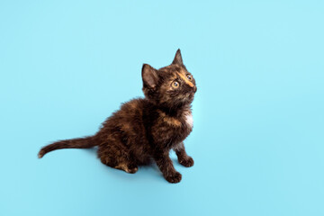 A cute fluffy kitten is playing and looking up at a blue background. Selective focus.
