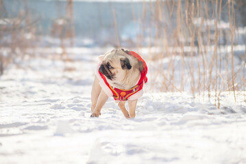 A pug dog on a winter walk in the snow. Selective focus.