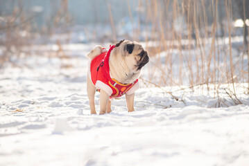 A pug dog on a winter walk in the snow. Selective focus.