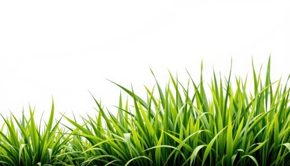 Lush green grass growing in a natural landscape nature photography bright and vibrant environment close-up view
