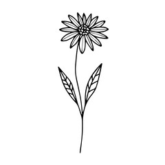 Dry Botanical Line Art Collection – Set 01