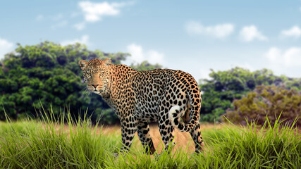 Obraz premium leopard in land of africa