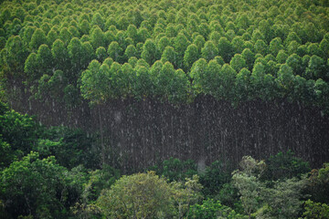 Natural Forest Plantation Trees Wood