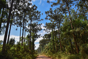 Natural Forest Plantation Trees Wood