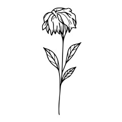 Elegant Botanical Line Art – Dried Flowers Set 03
