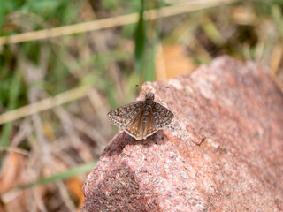 Rocky Mountain Duskywing Erynnis telemachus