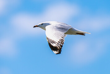 Seagull in flight