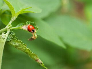 Spotless Lady Beetle Cycloneda sanguinea on a leaf
