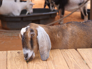 goat with long ears on farm
