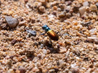 Festive Tiger Beetle Cicindela scutellaris